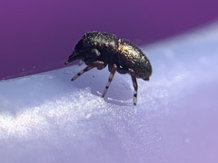 Sassacus cyaneus