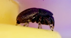 Sassacus cyaneus