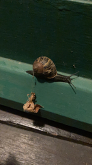 Cornu aspersum