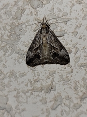 Evergestis simulatilis
