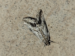 Evergestis simulatilis