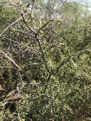 Condalia spathulata