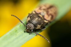 Prosternon bombycinum