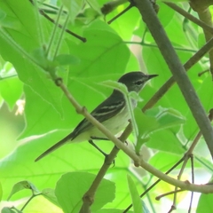 Camptostoma obsoletum