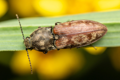 Prosternon bombycinum