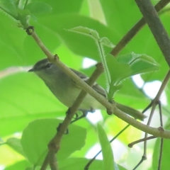 Camptostoma obsoletum