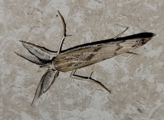 Thaumatopsis pexellus