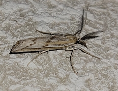 Thaumatopsis pexellus