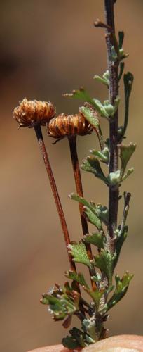 Fives Karoo (Pentzia quinquefida)