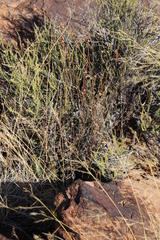 Pentzia quinquefida
