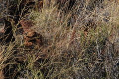 Pentzia quinquefida