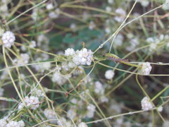 Cuscuta approximata