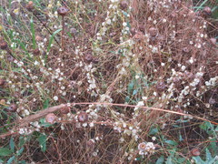Cuscuta approximata