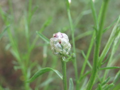 Centaurea breviceps
