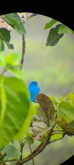 Cotinga maynana
