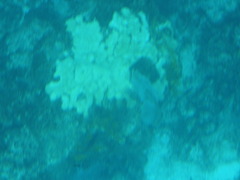 Palythoa caribaeorum