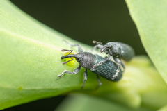 Mecinus janthiniformis