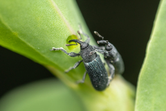 Mecinus janthiniformis