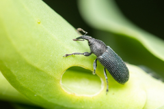 Mecinus janthiniformis
