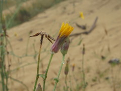 Tragopogon borysthenicus