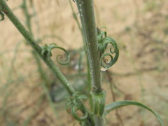 Tragopogon borysthenicus
