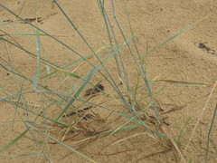 Agropyron dasyanthum