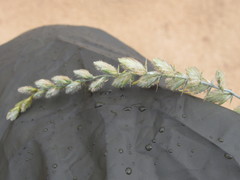 Agropyron dasyanthum