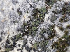 Endocarpon pallidulum