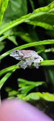 Dendropsophus marmoratus