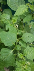 Solanum