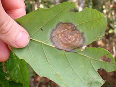 Cristulariella