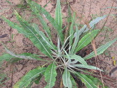 Jurinea longifolia