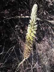 Brachystele unilateralis