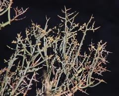 Lacomucinaea lineata