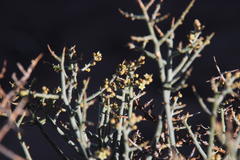 Lacomucinaea lineata