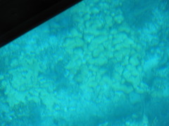 Palythoa caribaeorum