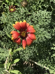 Gaillardia × grandiflora
