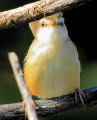 Prinia subflava pondoensis