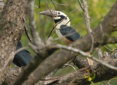 Visayan Hornbill photo 2