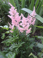 Astilbe × arendsii