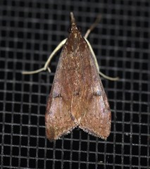 Uresiphita ornithopteralis