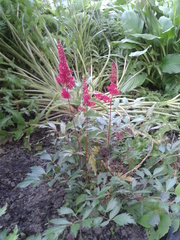 Astilbe × arendsii