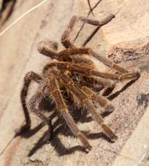 Harpactirinae