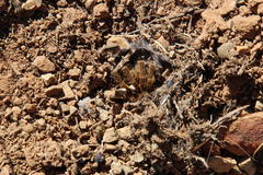 Harpactirinae