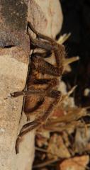 Harpactirinae