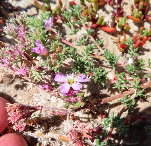Image of Frankenia repens by (c) linkie, some rights reserved (CC BY)
