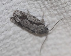 Agriophara confertella