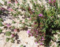 Frankenia repens