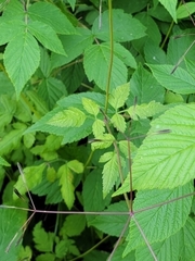 Osmorhiza depauperata