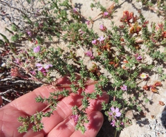 Frankenia repens